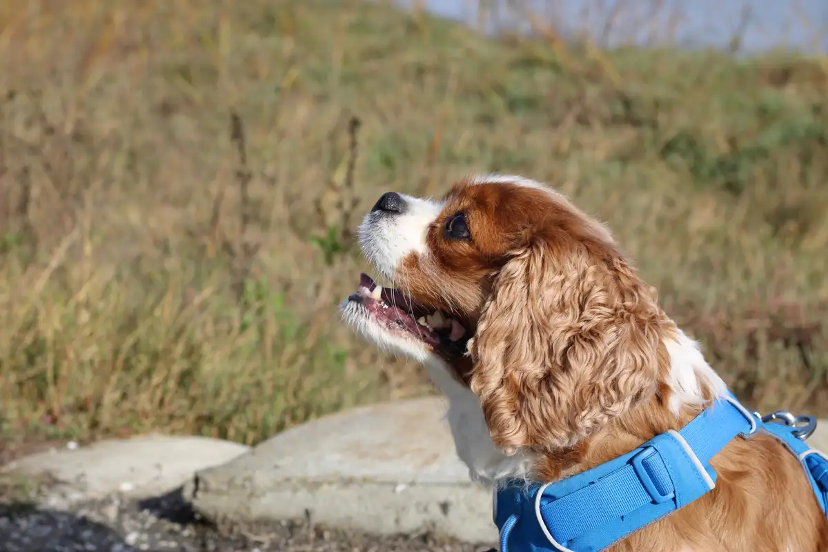 A brown and white Cavalier King Charles Spaniel wearing a blue harness looks upward with its mouth open, as if barking or…