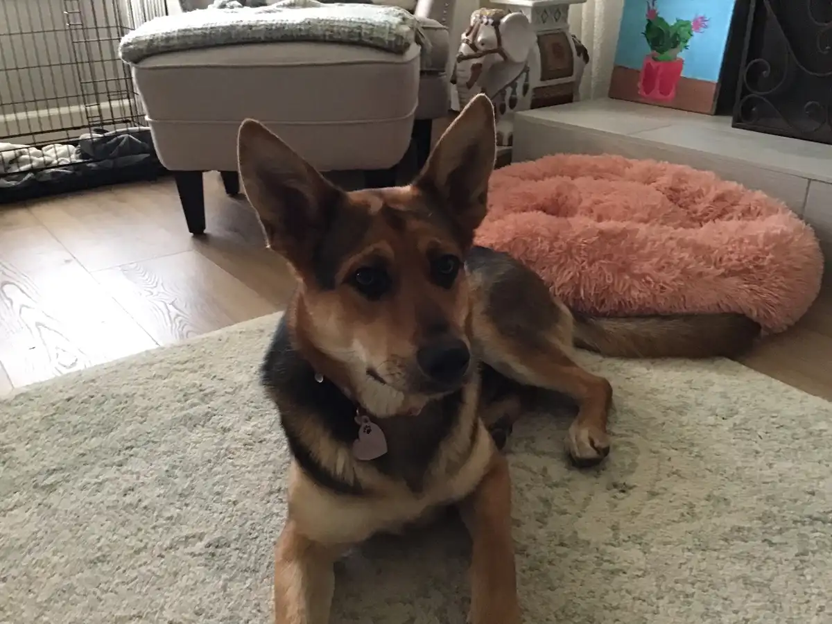 A brown and black dog with perky ears sits on a light gray rug in a living room, looking directly at the camera with a calm…