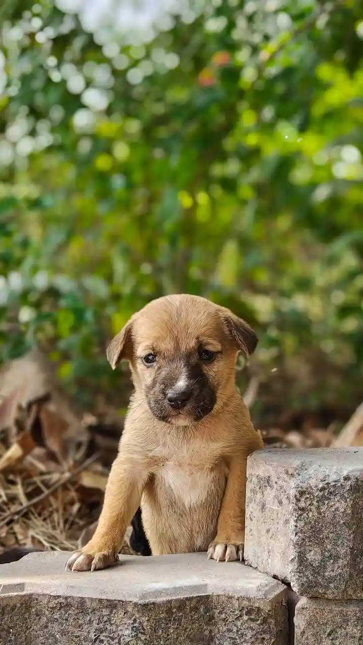 A small, light brown puppy with dark eyes and a dark muzzle sits on a concrete block, looking directly at the camera with an…