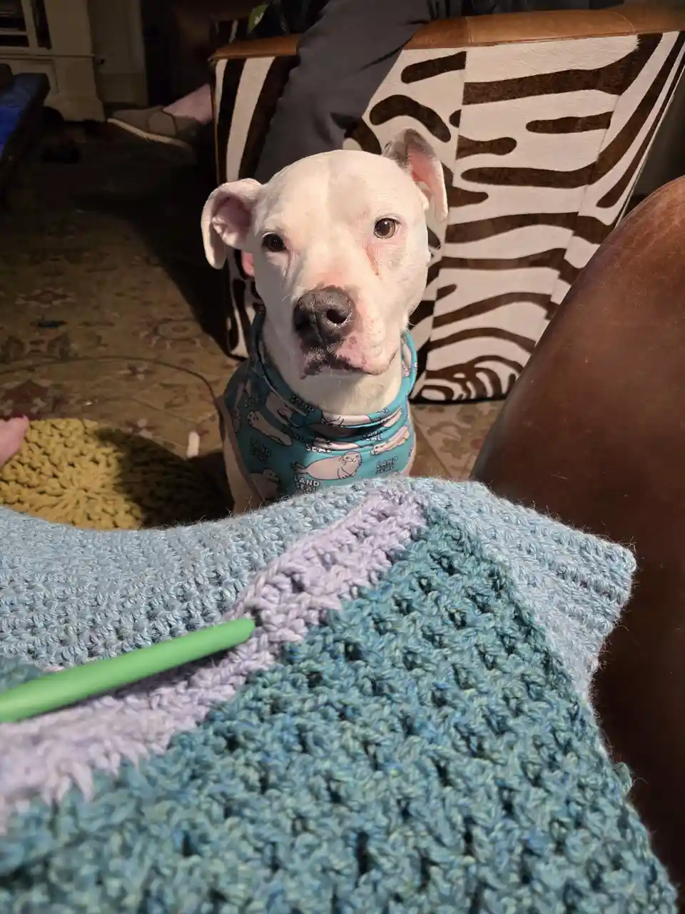 A white pit bull dog wearing a blue bandana with 'land seal' text and seal illustrations looks directly at the camera with a…