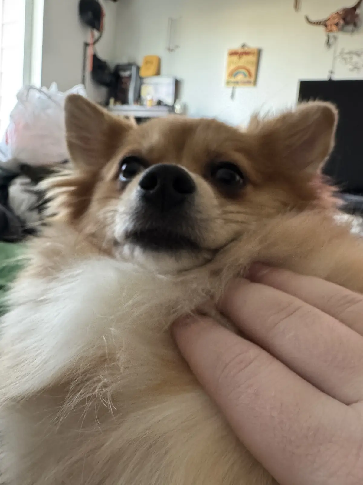 A close-up photo of a fluffy, light brown and white dog with large, expressive eyes looking upward, while a human hand…