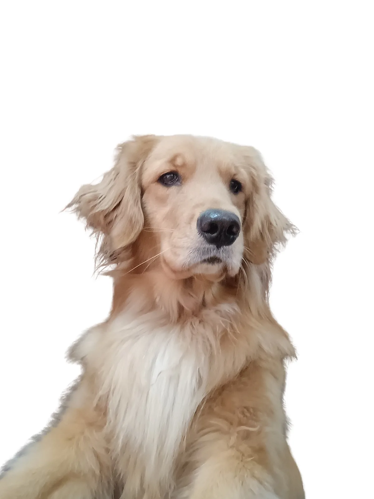 A golden retriever with a calm, slightly confused expression is shown against a plain black background. The dog's fur is…