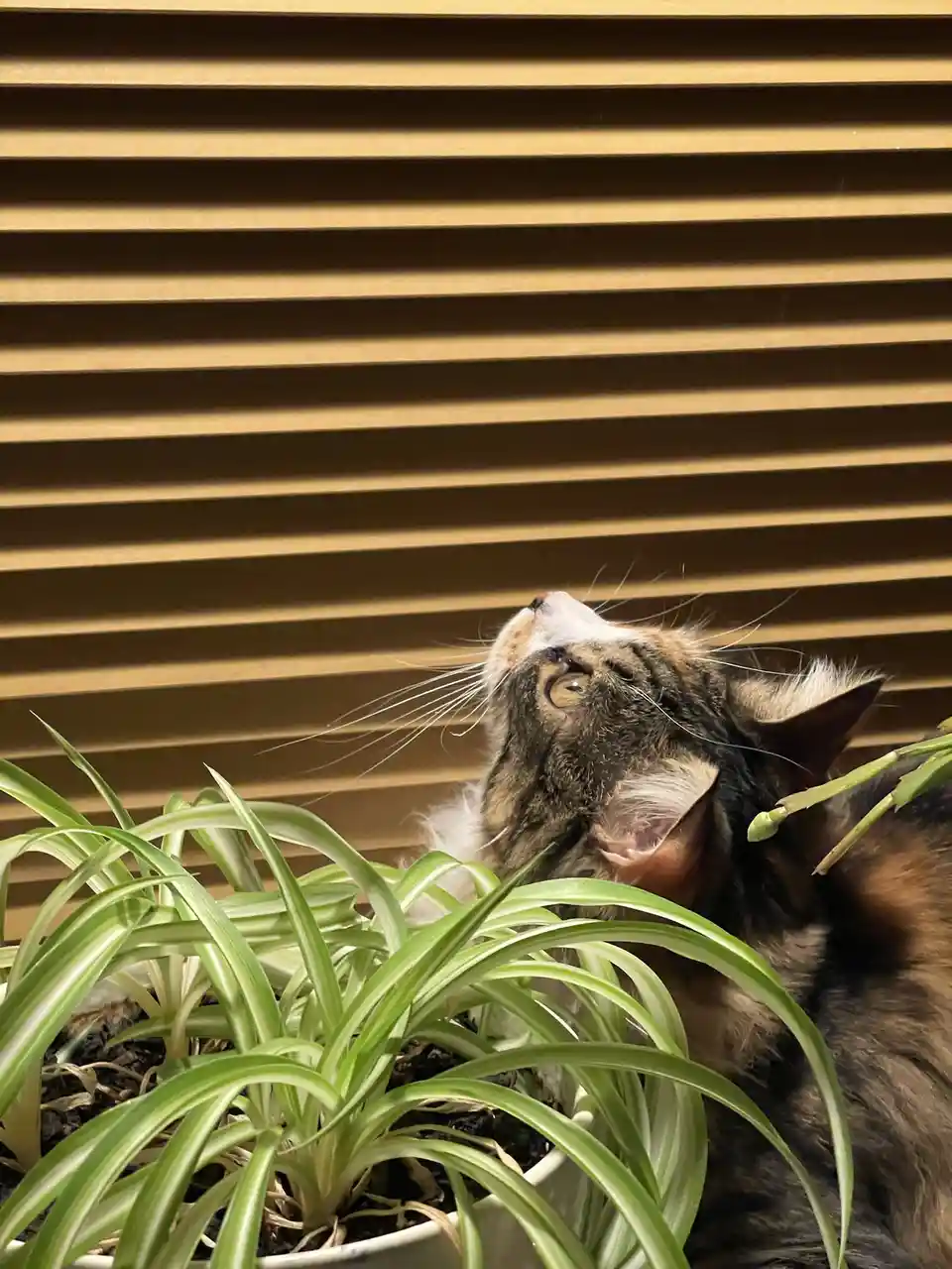 A calico cat with a white muzzle and green eyes is looking upward with its head tilted back, positioned behind a potted…