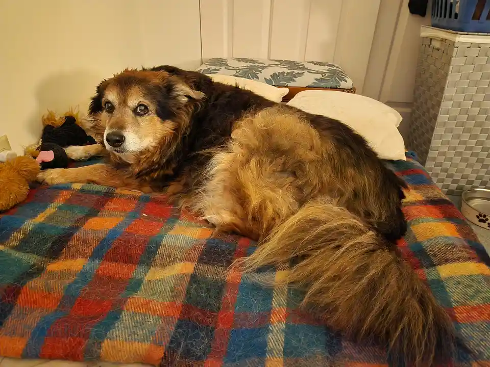A long-haired, brown and black dog with a weary expression lies on a colorful plaid blanket, surrounded by pillows and…