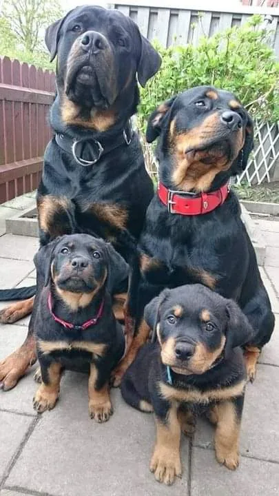Four Rottweiler dogs — two adults and two puppies — are sitting together on a paved patio. The adults are larger, with black…