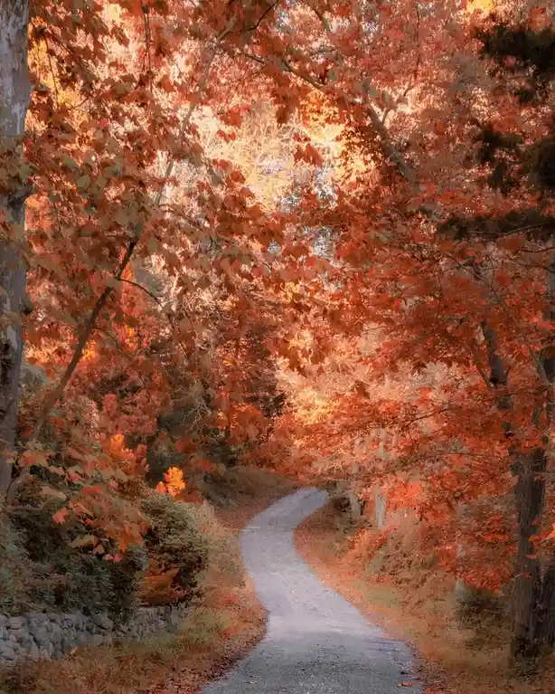 A winding gravel path curves through a forest with trees displaying vibrant orange and red autumn leaves, creating a canopy…