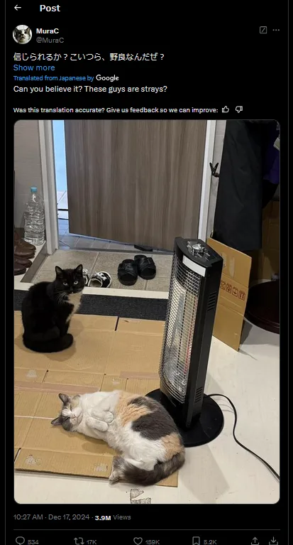 Can You Believe These Adorable Creatures Were Strays?