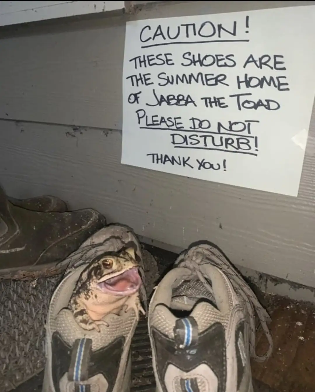 A large toad with its mouth open is sitting inside a pair of worn sneakers, with a handwritten sign taped to the wall above…