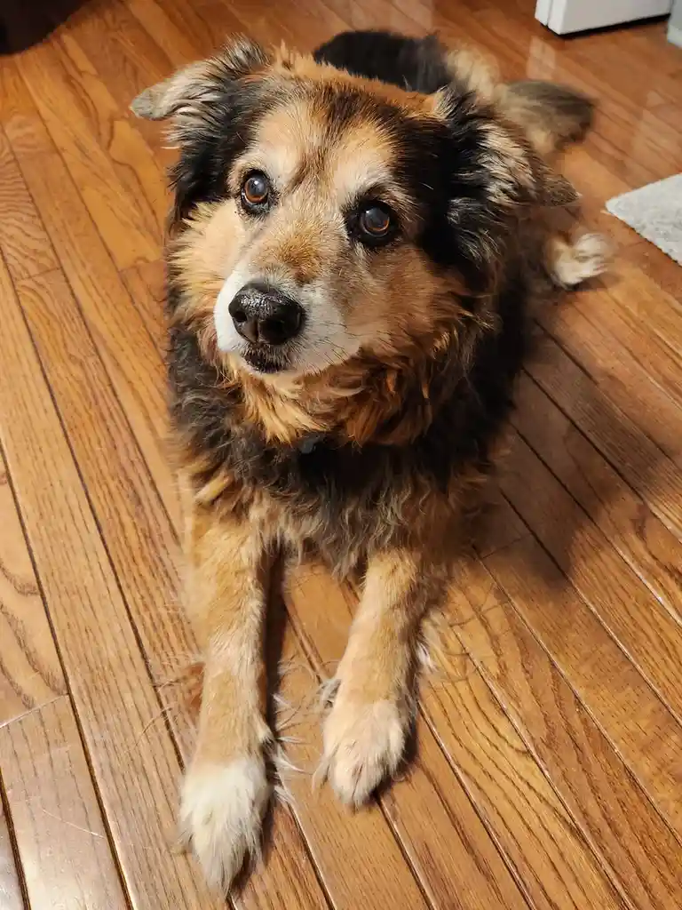 Peanut the Dog's Daily Adventures - Day 1624