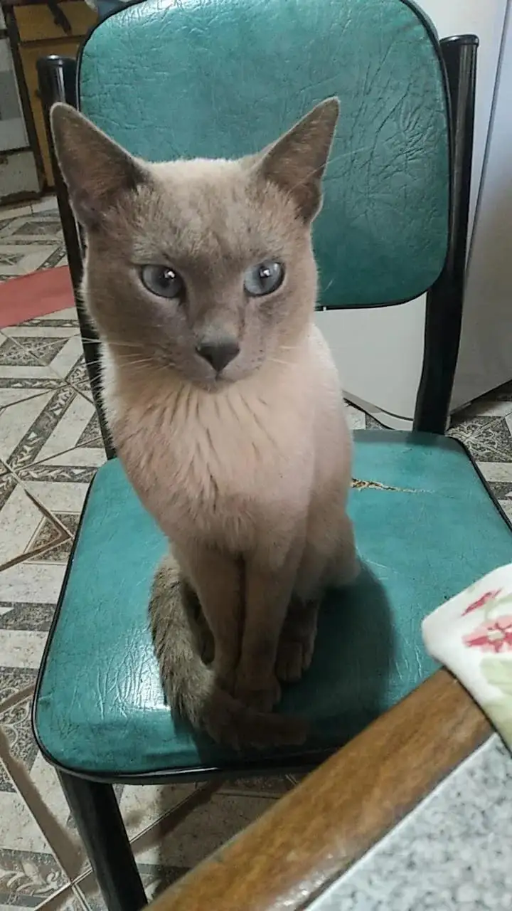 A light-colored cat with striking blue eyes sits upright on a worn green vinyl chair, staring directly at the camera with an…