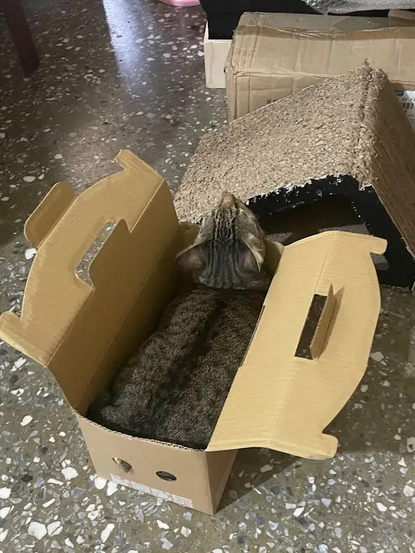 Just a cat being a cat