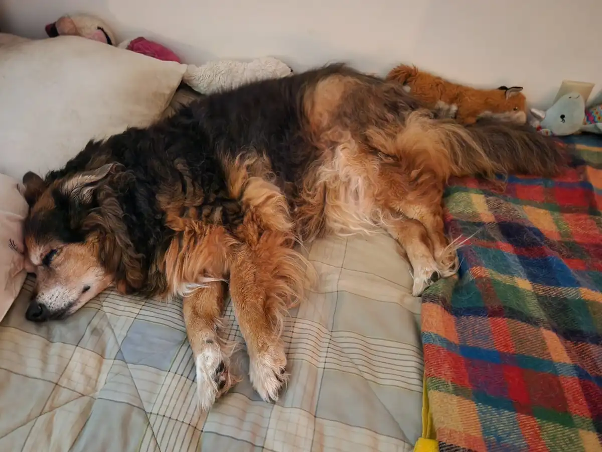 A large, fluffy dog with black and tan fur is sleeping soundly on a bed, sprawled across a plaid blanket and pillows…