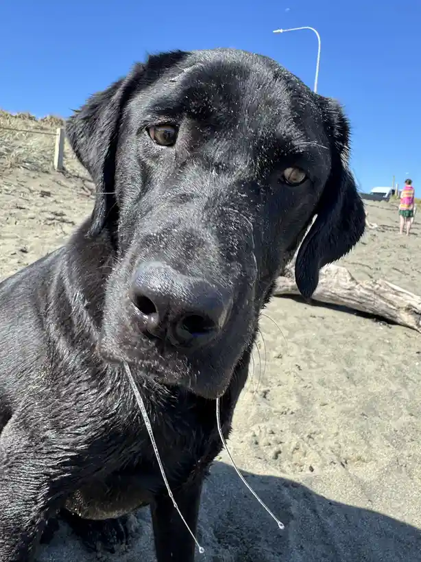 Is There Food? Asking for a Friend
