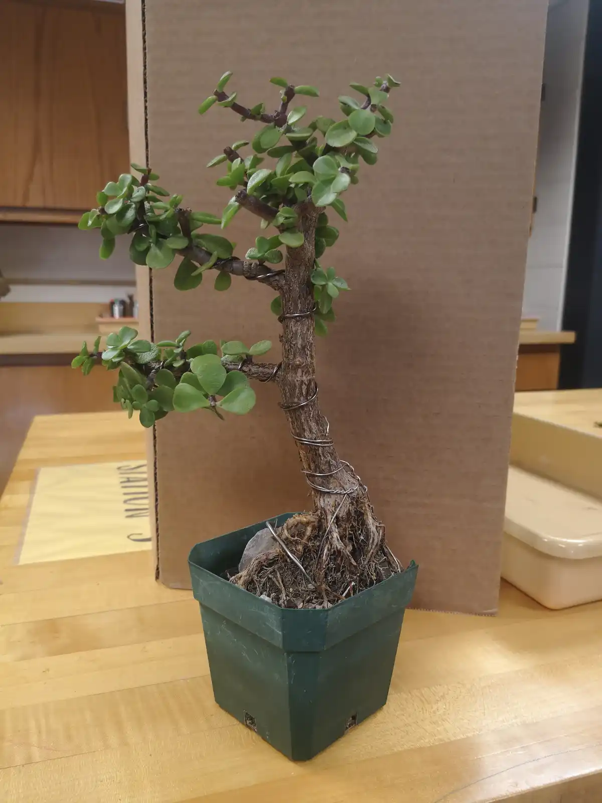 Meet My Bonsai: A Little Tree with Big Dreams