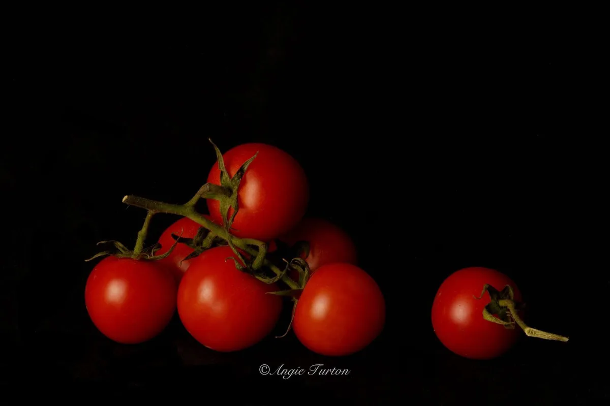 A still life photograph shows a cluster of ripe red cherry tomatoes still attached to their green vine against a black…