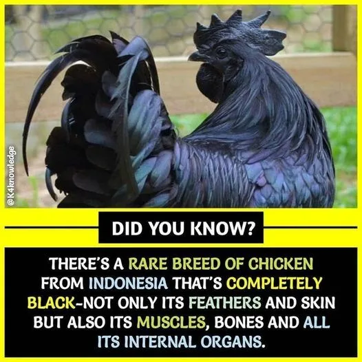 A close-up photo of a glossy black chicken with elaborate tail feathers, standing outdoors near a fence. Overlaid text in…