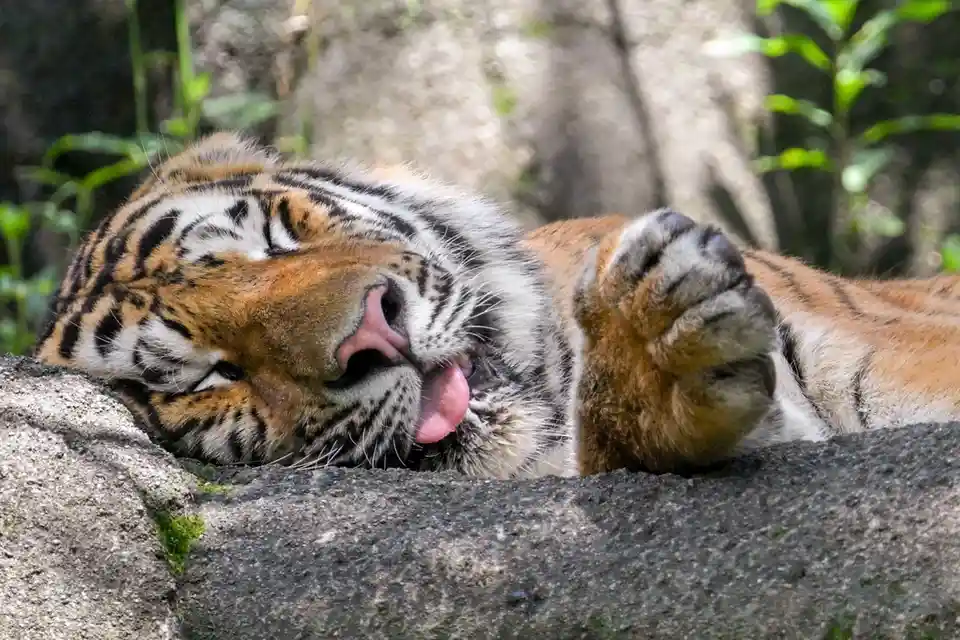 A tiger is lying on its side on a stone ledge, eyes closed, licking its paw with its pink tongue. Its body is relaxed, and…