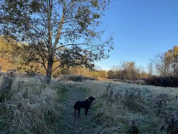 A black dog stands on a frost-covered path in a grassy field under a clear blue sky, with trees in autumn colors in the…