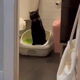 A black cat wearing a pink collar sits upright in a white and green litter box inside a bathroom, looking around with a…