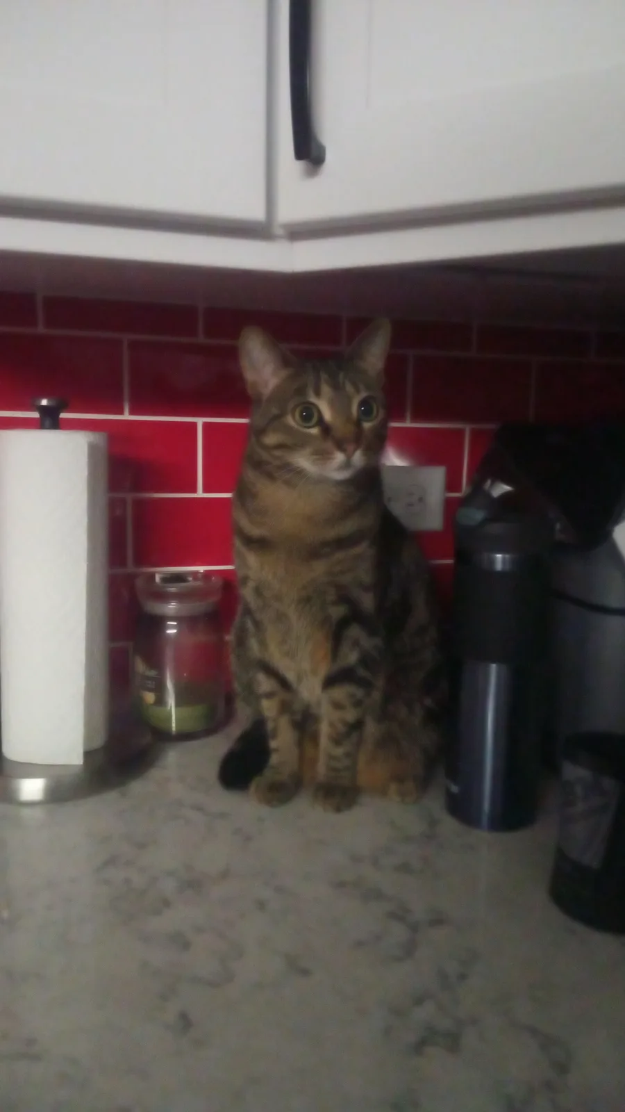 A tabby cat with wide, startled eyes sits upright on a kitchen countertop against a red tiled backsplash. To its left is a…
