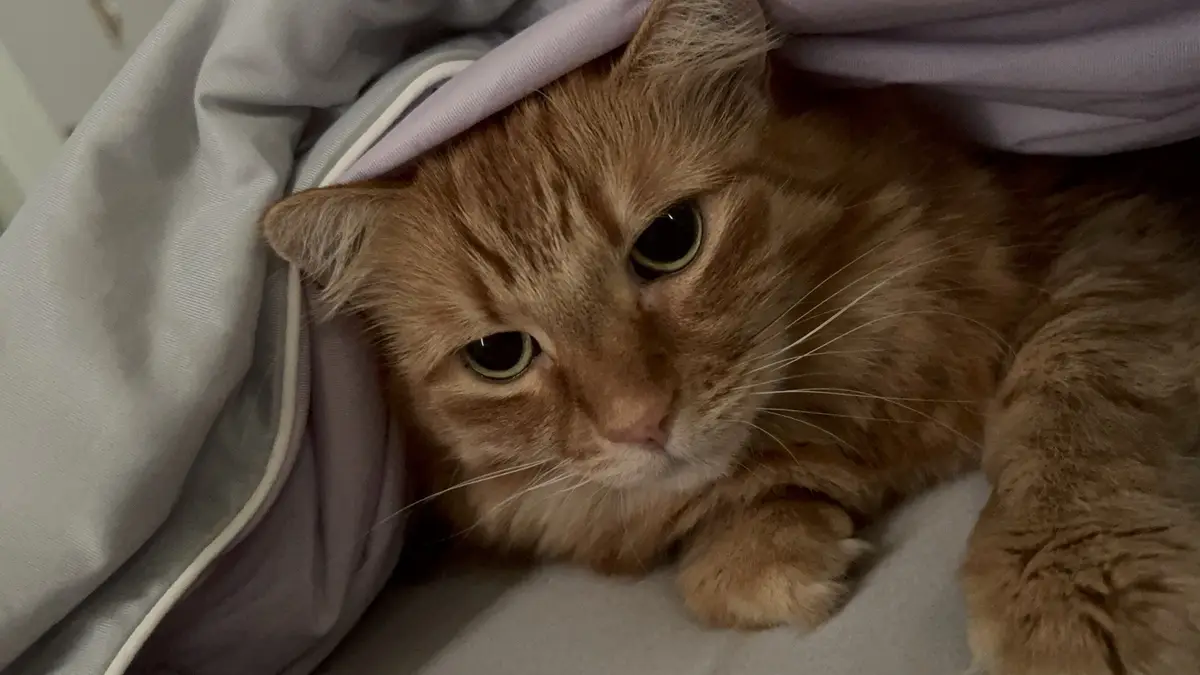 An orange tabby cat with wide, tired-looking eyes is peeking out from under a light purple and white blanket, appearing…