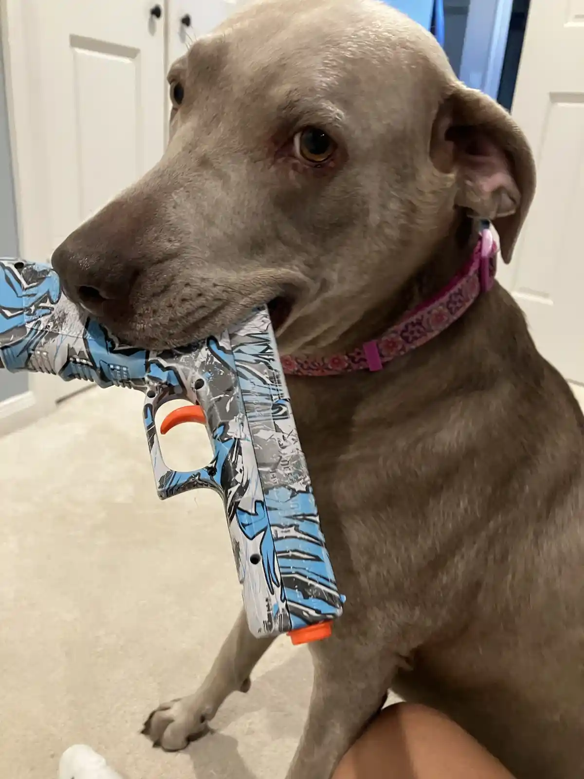 A light brown dog with a pink patterned collar is sitting indoors and holding a blue and white Nerf gun in its mouth. The…