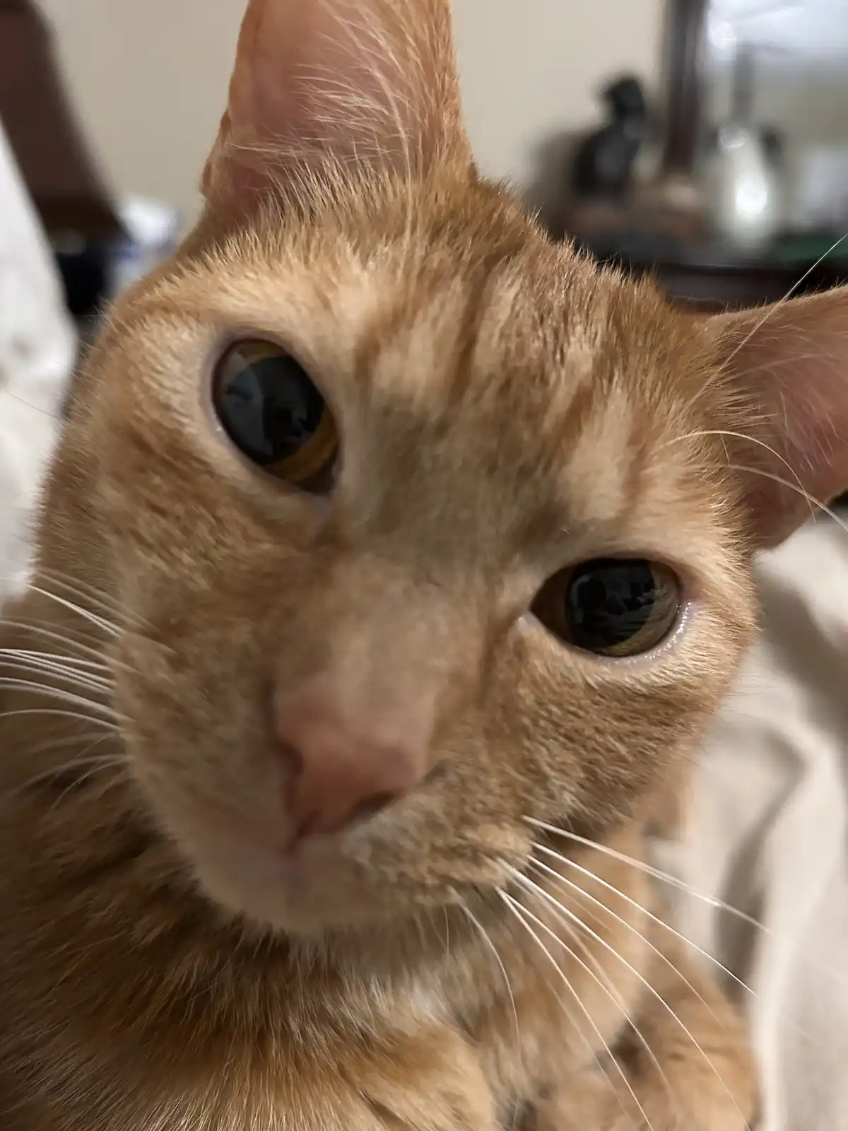 A close-up photo of an orange tabby cat staring directly at the camera with large, expressive eyes and a slightly downturned…