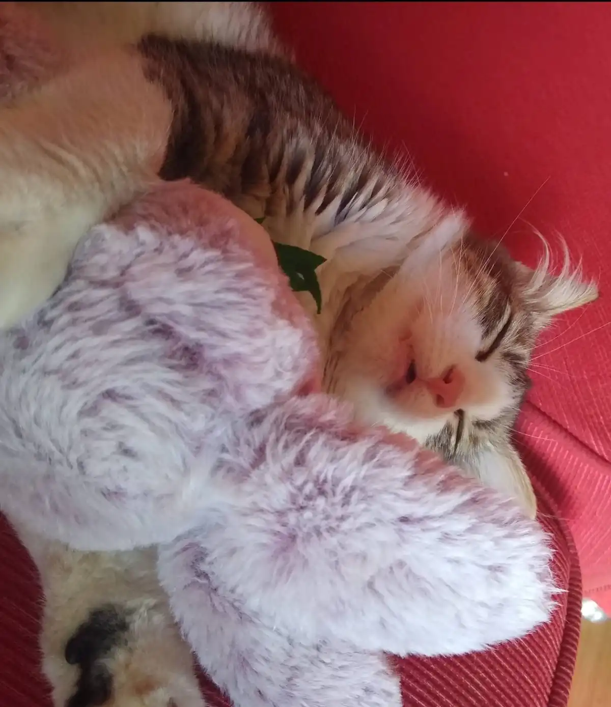 A fluffy tabby cat with closed eyes and a serene expression is curled up asleep on a red fabric surface, hugging a soft…
