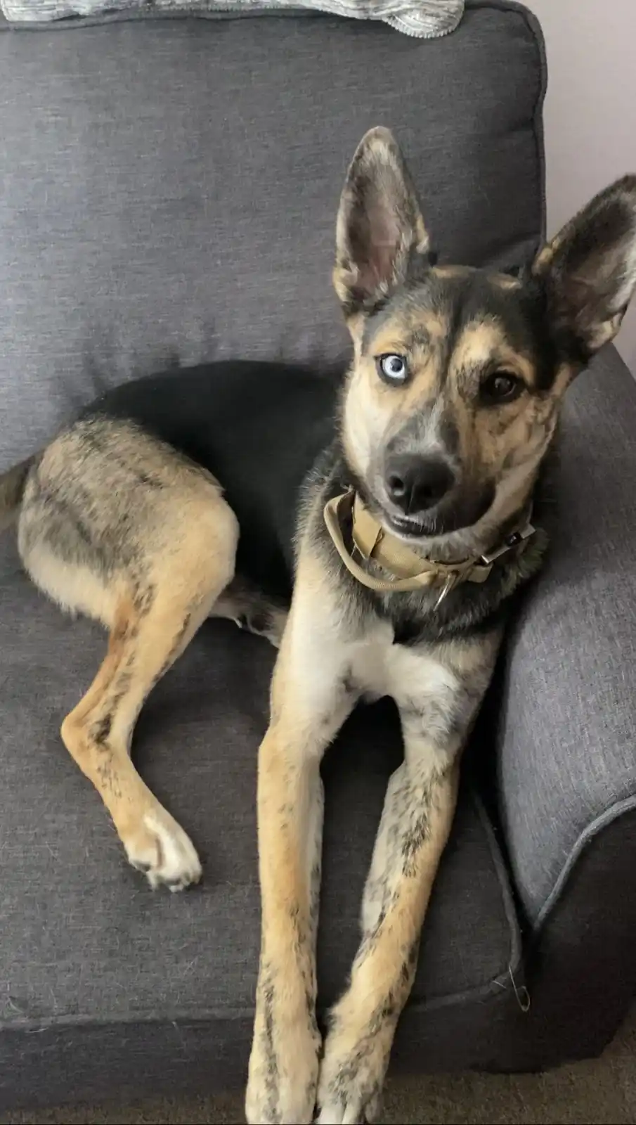A dog with one blue eye and one brown eye sits on a gray couch, looking directly at the camera with a calm expression. It…
