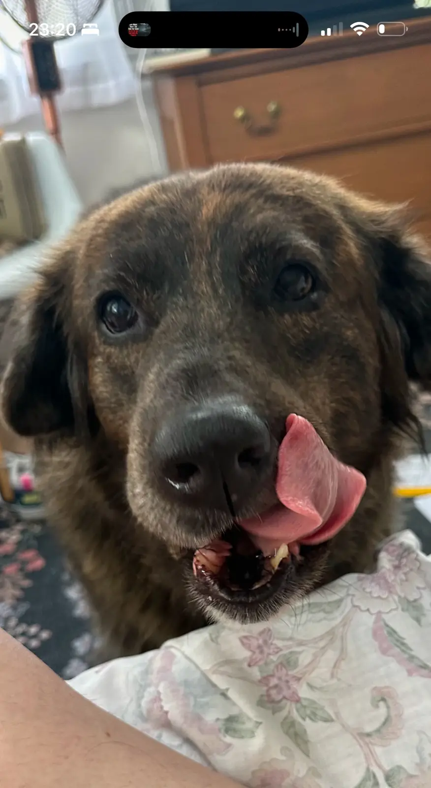 A close-up photo of a brindle-coated dog with its tongue sticking out, looking directly at the camera. The dog is resting on…