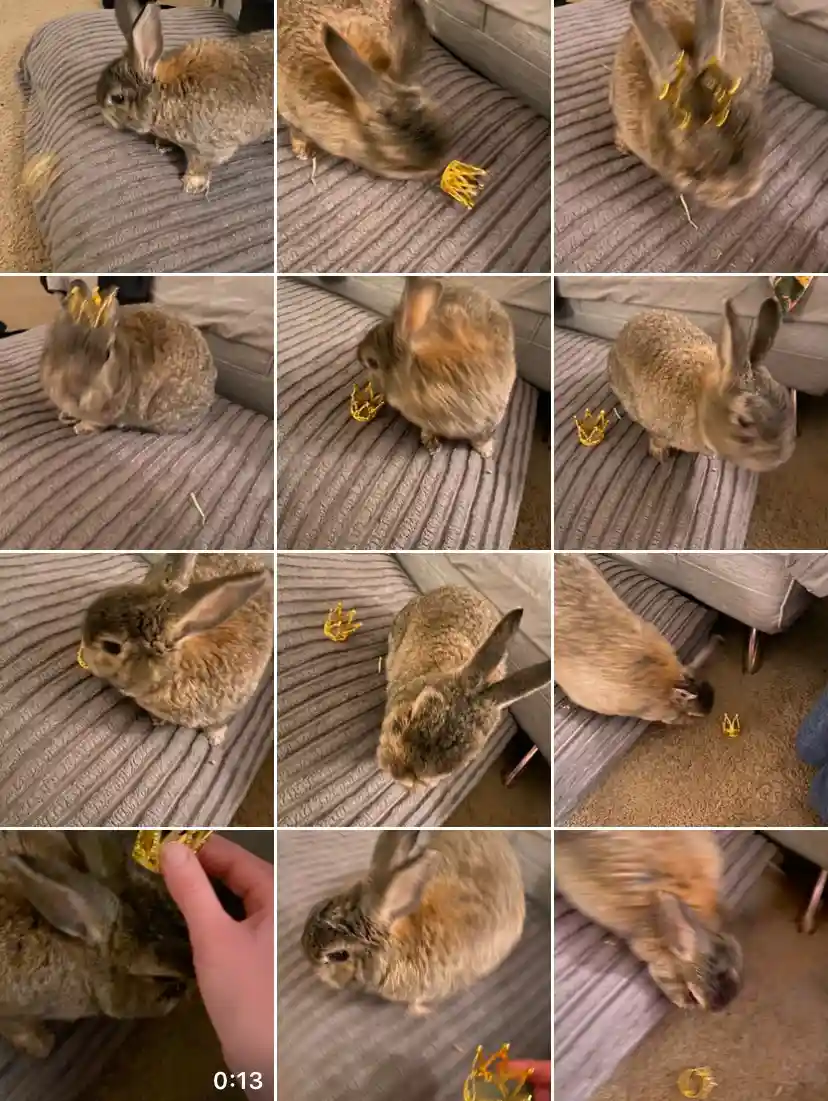A sequence of photos shows a brown rabbit on a gray couch interacting with a small golden crown. The rabbit initially…