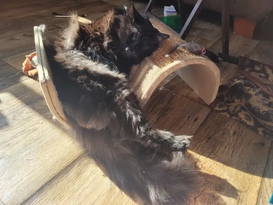 A long-haired black cat is sleeping soundly on a curved cat scratcher, sprawled out with its paws dangling over the edge…