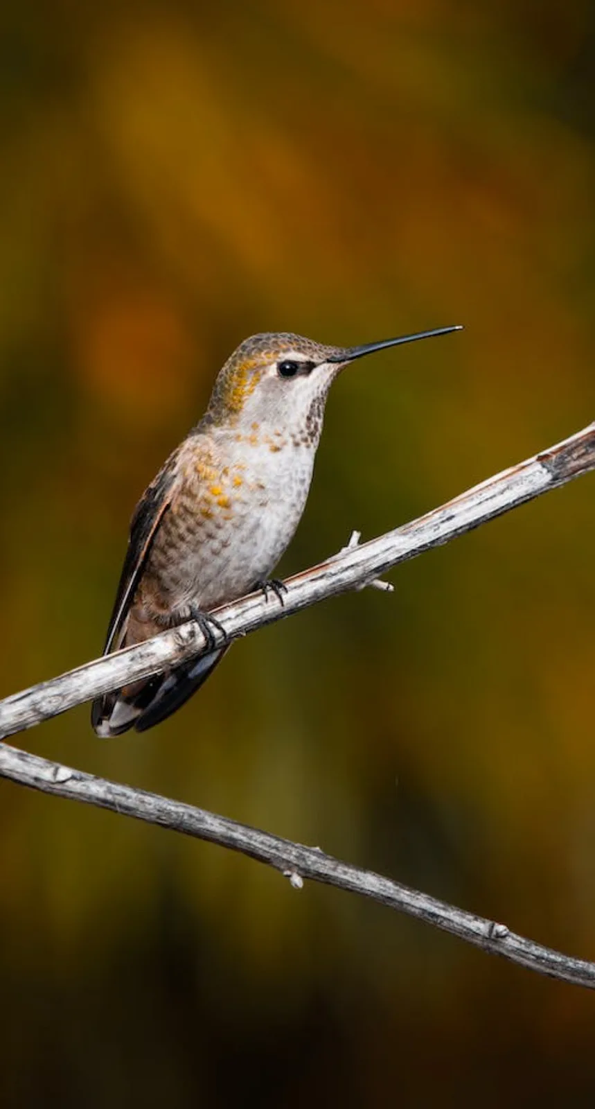 A small hummingbird with iridescent feathers perched on a thin, dry branch against a blurred golden-brown background. The…