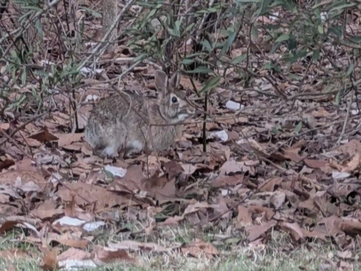 A small brown rabbit with large ears is sitting among dry brown leaves and green bushes, looking alert. The image has text…