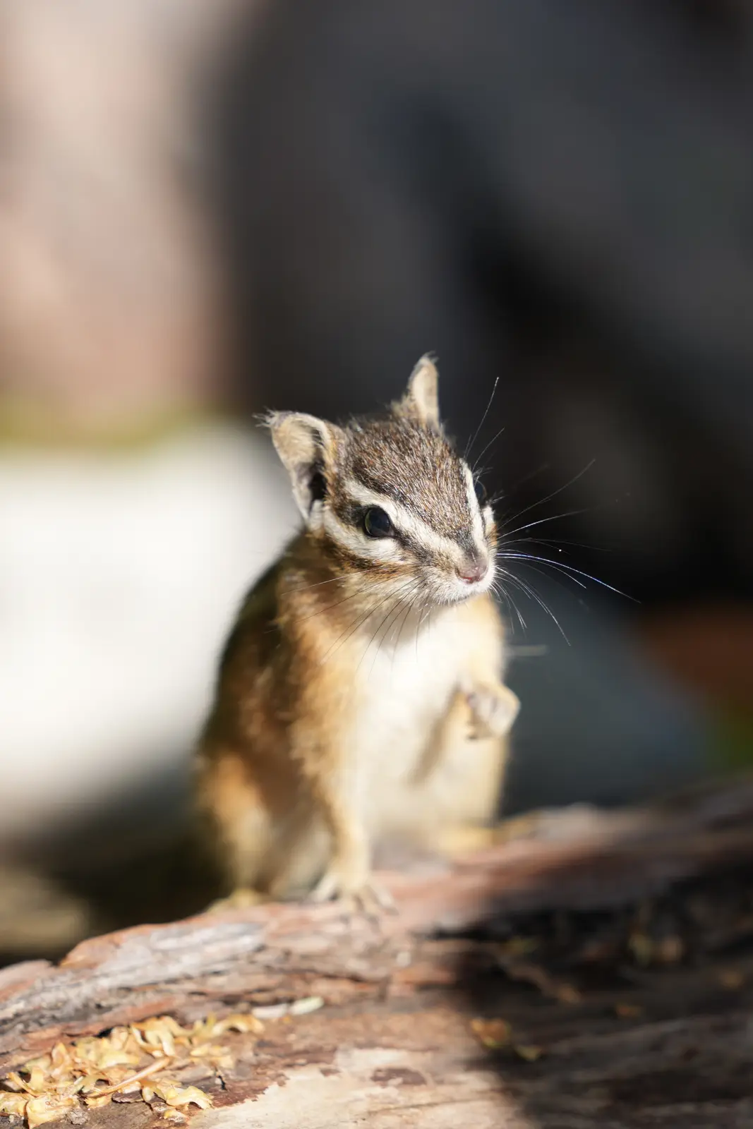 A close-up photo of a small chipmunk with brown and white fur, black eyes, and long whiskers, sitting upright on a weathered…