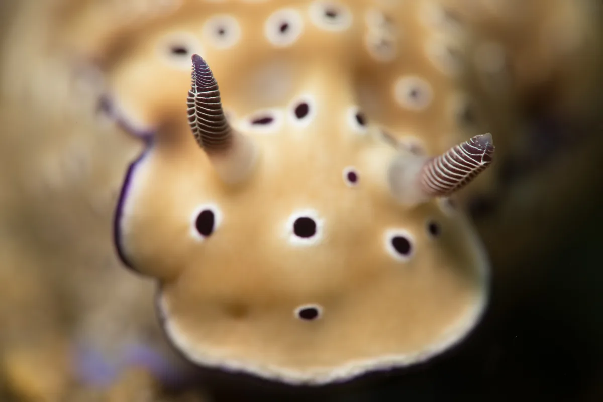 A close-up photo of a tan-colored sea slug with white-ringed black spots and two striped rhinoceros-like horns, overlaid…