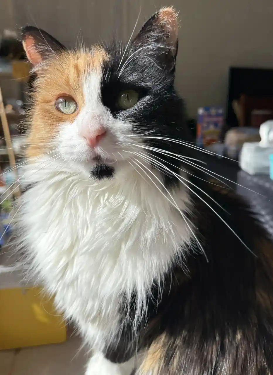 A close-up photo of a fluffy calico cat with distinct orange, black, and white fur, looking directly at the camera with a…