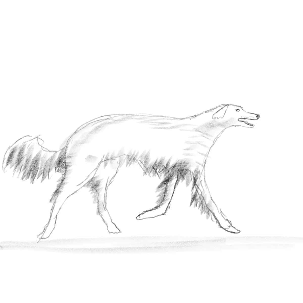 A simple pencil sketch of a slender, long-legged dog-like animal walking from left to right, with its tail curled up. The…