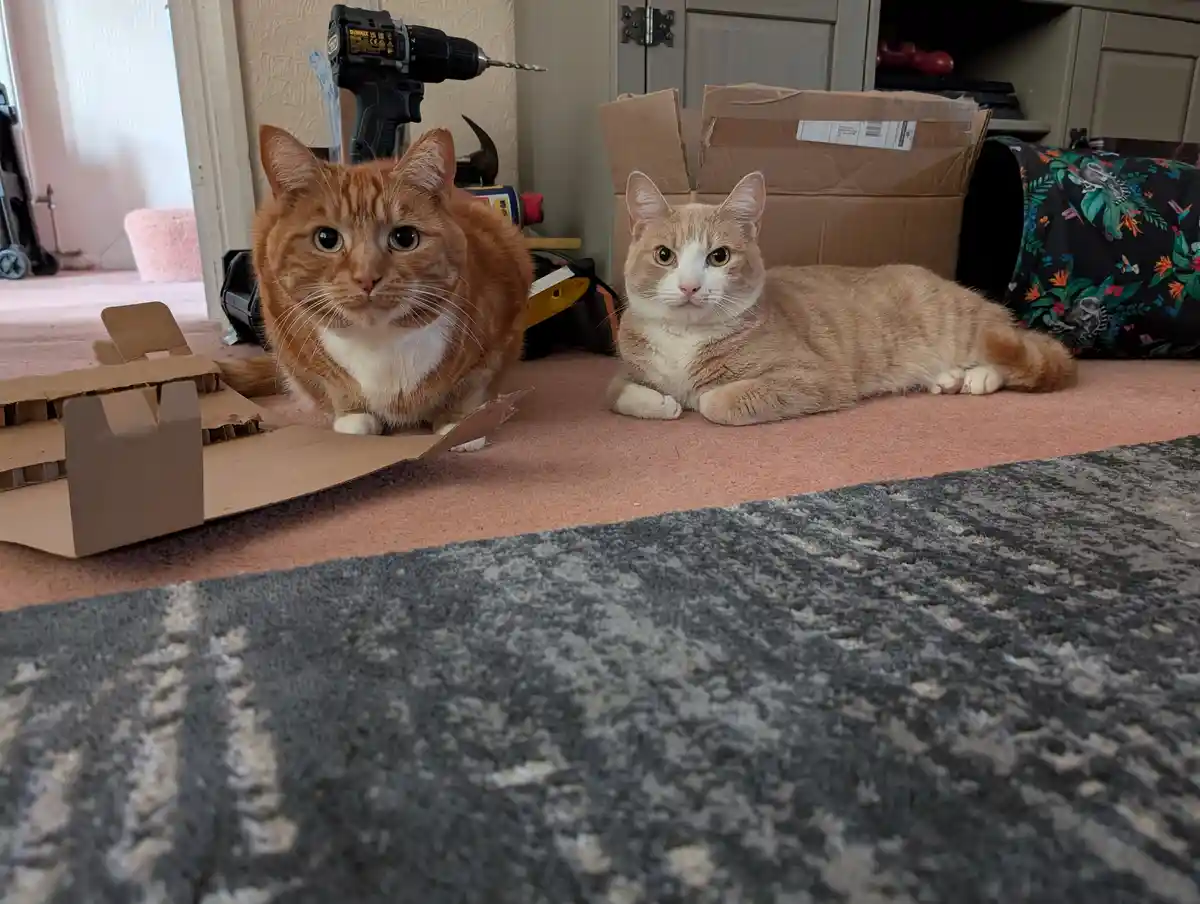 Two orange tabby cats sit on a pink carpet in a room with cardboard boxes and tools, including a drill and hammer…