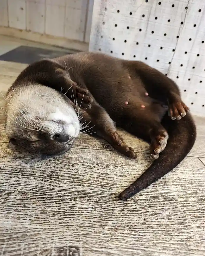 A brown otter is lying on its back on a wooden floor, appearing to be asleep or resting with its paws up. Its belly is…