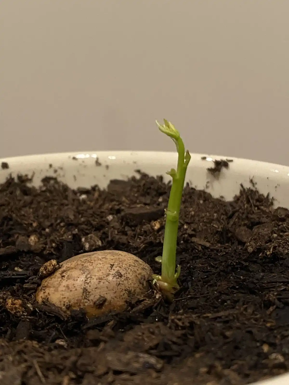 A close-up photo shows a small, light-brown potato partially buried in dark soil within a white ceramic pot. A single…