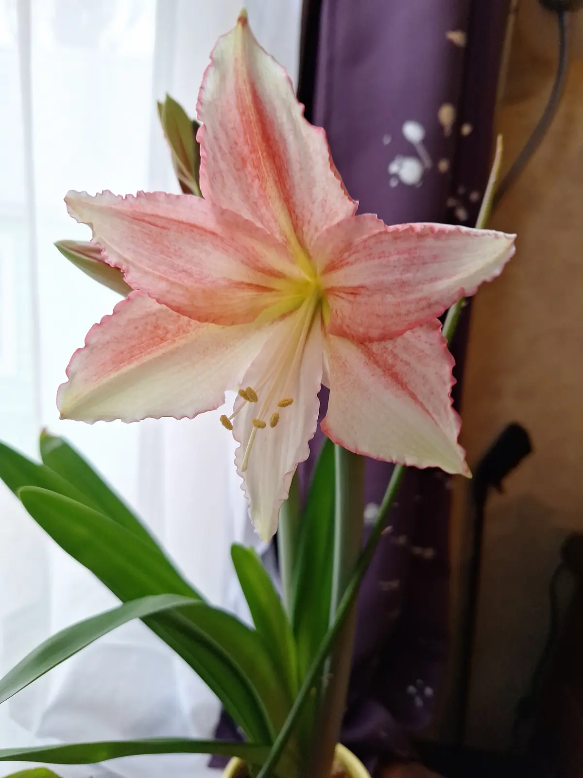 A close-up photo of a blooming amaryllis flower with pale pink and white petals, yellow center, and green leaves, set…