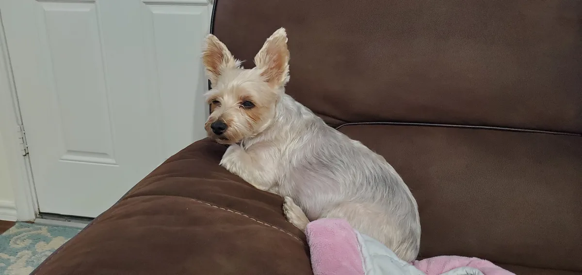 Sweet Momo: My Favorite Spot