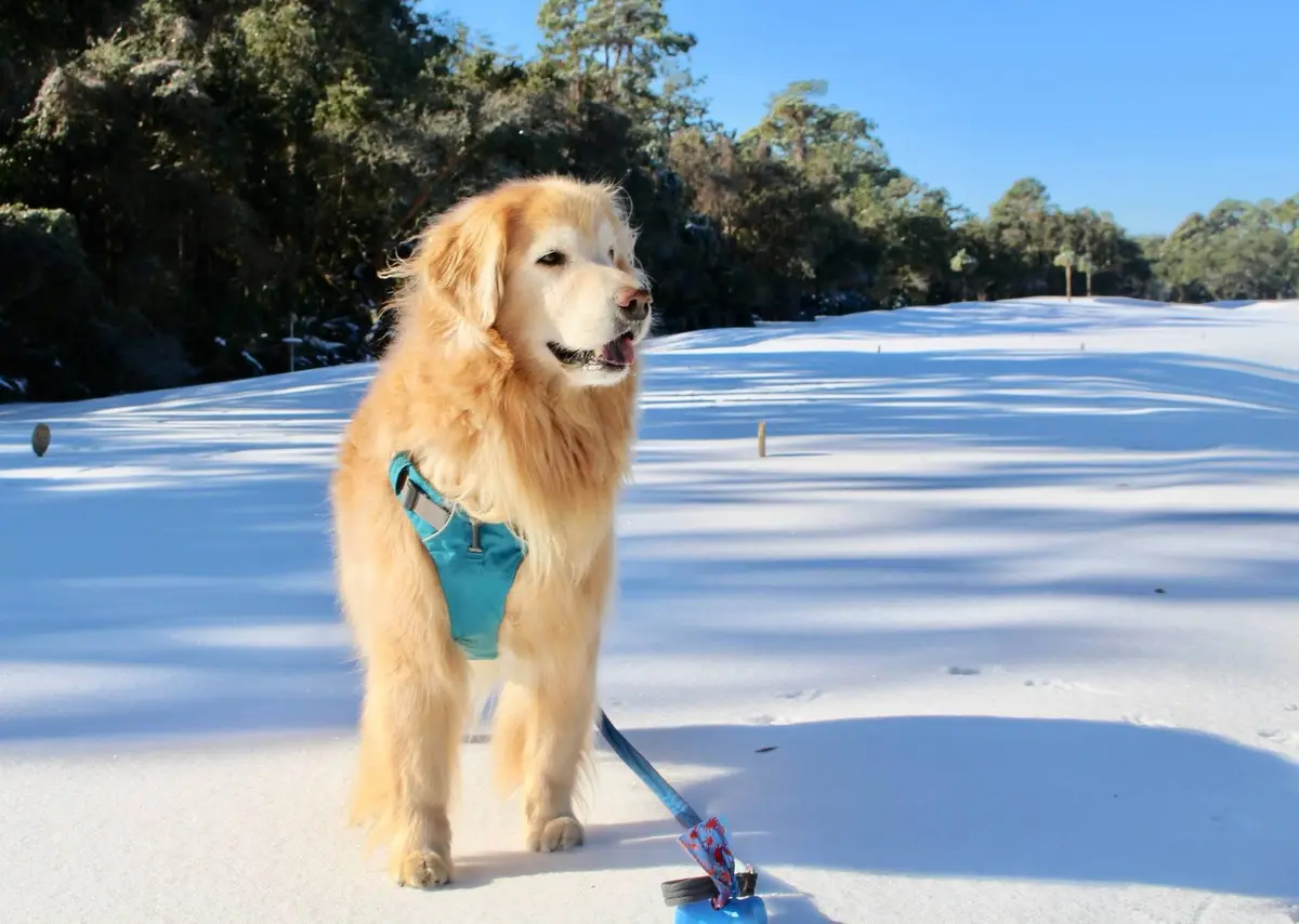 A golden retriever wearing a teal harness stands in a snowy landscape, looking off to the side with its tongue out. The dog…
