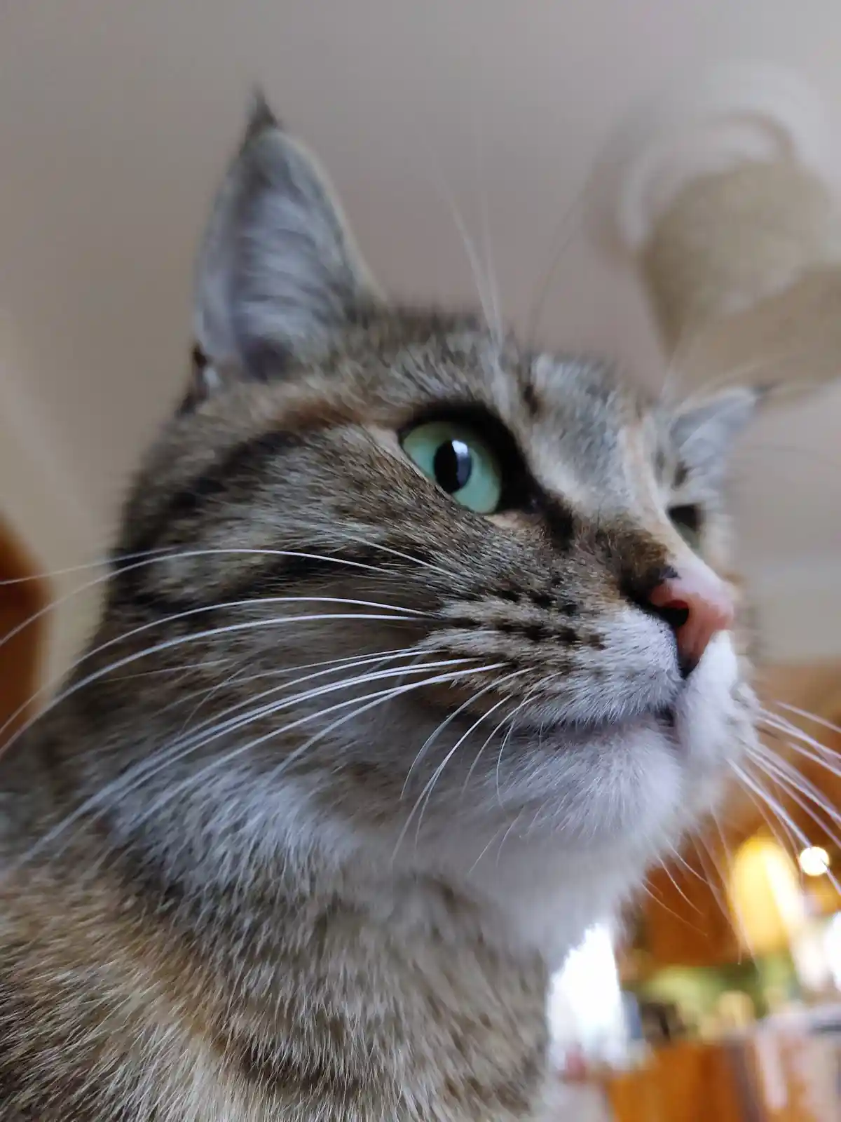 A close-up photo of a tabby cat with green eyes looking upward, its face slightly tilted, and the overlaid text reads 'i'm…
