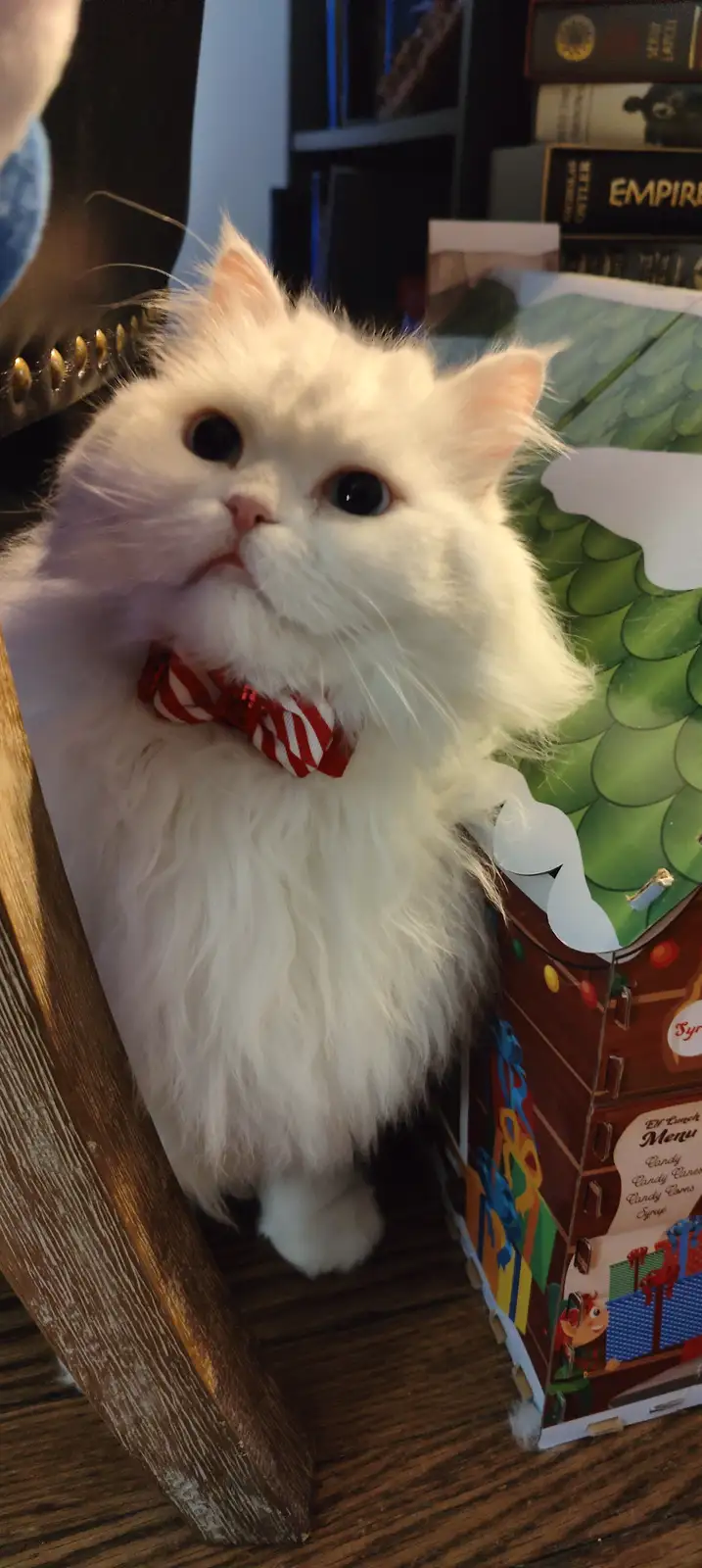 Warm Christmas Wishes from Alex and Mac!