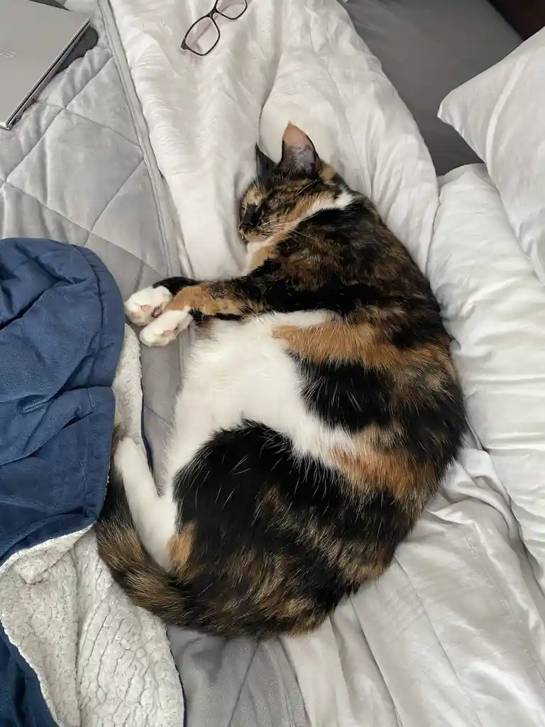 A calico cat with black, orange, and white fur is curled up sleeping on a bed with white and gray bedding. Its paws are…