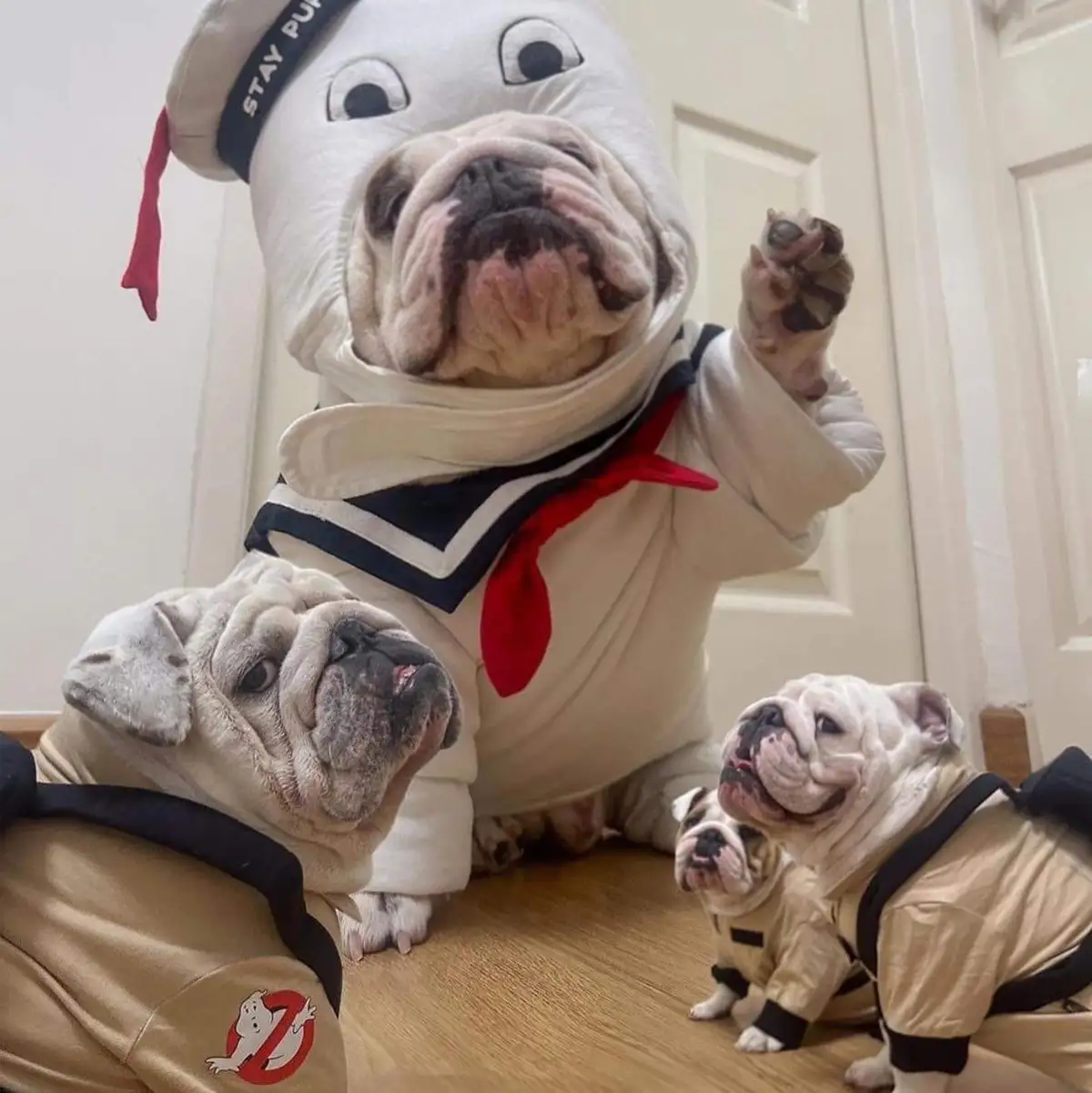 A bulldog dressed as the Ghostbusters' Stay Puft Marshmallow Man costume stands with one paw raised, surrounded by three…