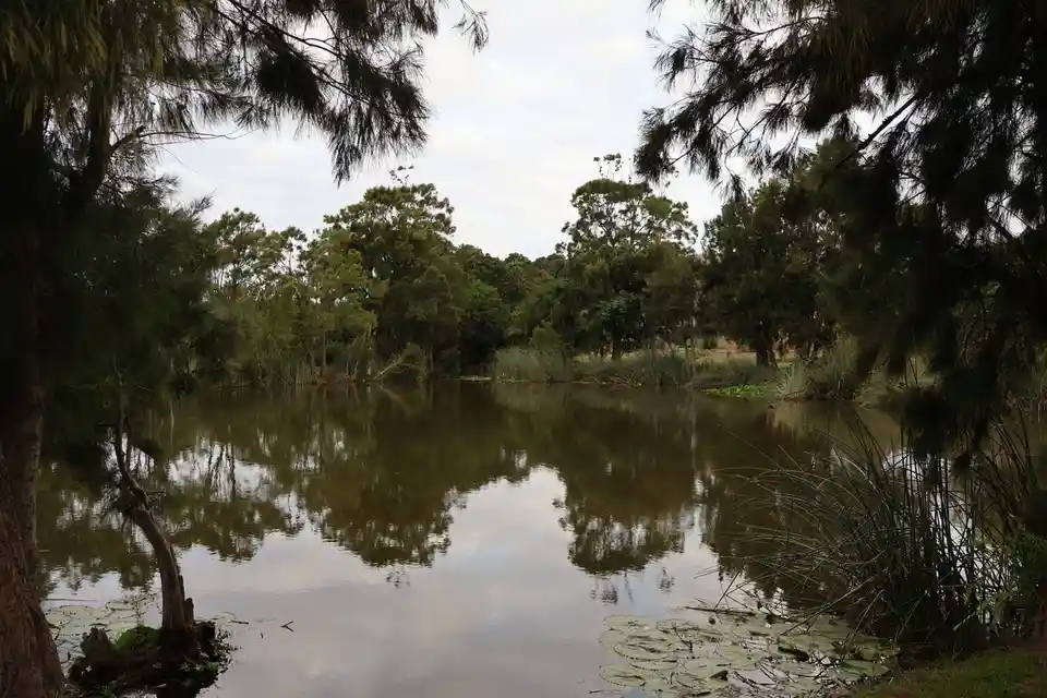 A calm, overcast day at a pond surrounded by trees and reeds, with lily pads floating on the water. The image has white text…