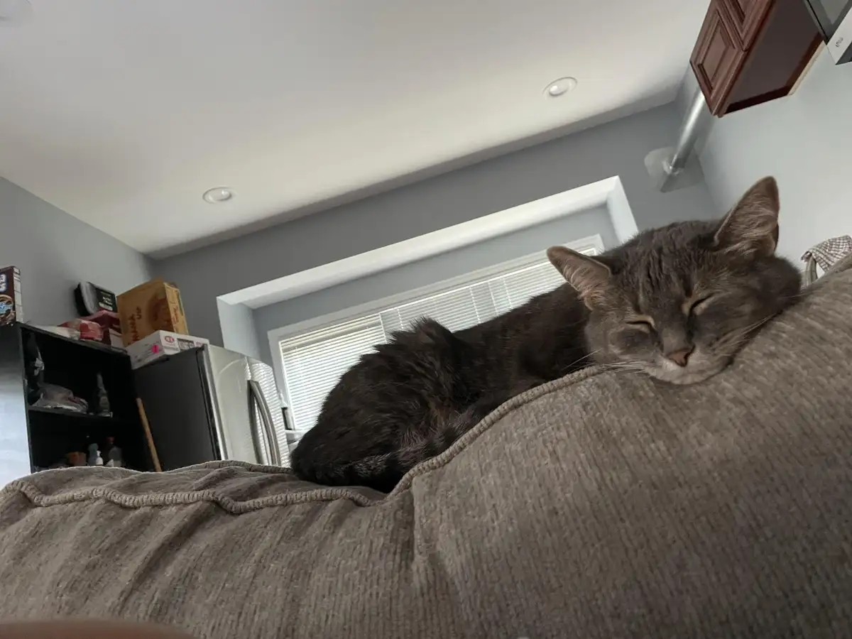 A gray tabby cat is curled up and sleeping soundly on a brown corduroy couch cushion in a home setting. The background shows…